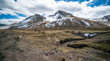 History and Future of the Andean Camelid